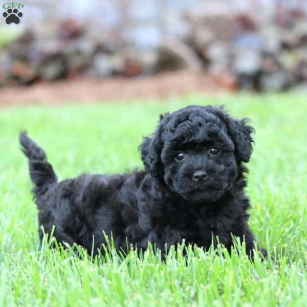 Emily, Bich-Poo Puppy