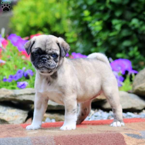 Emily, Pug Puppy