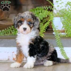Emily, Mini Bernedoodle Puppy