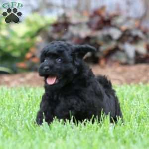 Emily, Bich-Poo Puppy