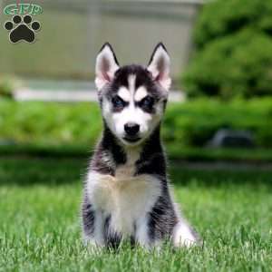 Emily, Siberian Husky Puppy