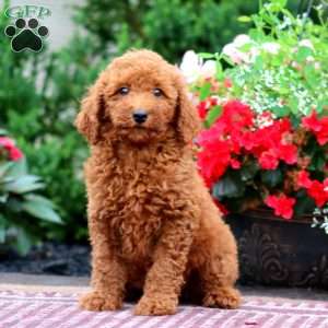 Emily, Miniature Poodle Puppy
