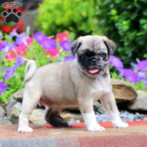 Emily, Pug Puppy
