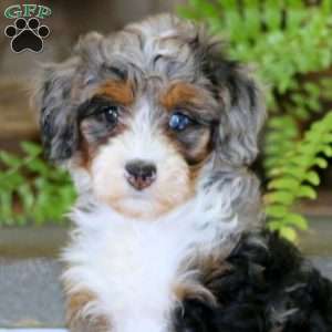 Emily, Mini Bernedoodle Puppy