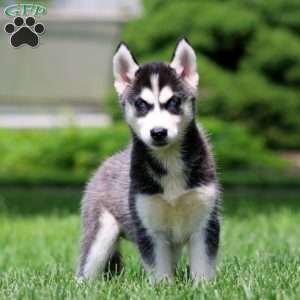 Emily, Siberian Husky Puppy