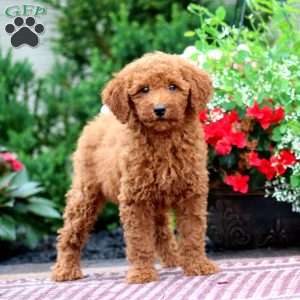 Emily, Miniature Poodle Puppy