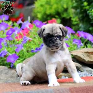 Emily, Pug Puppy