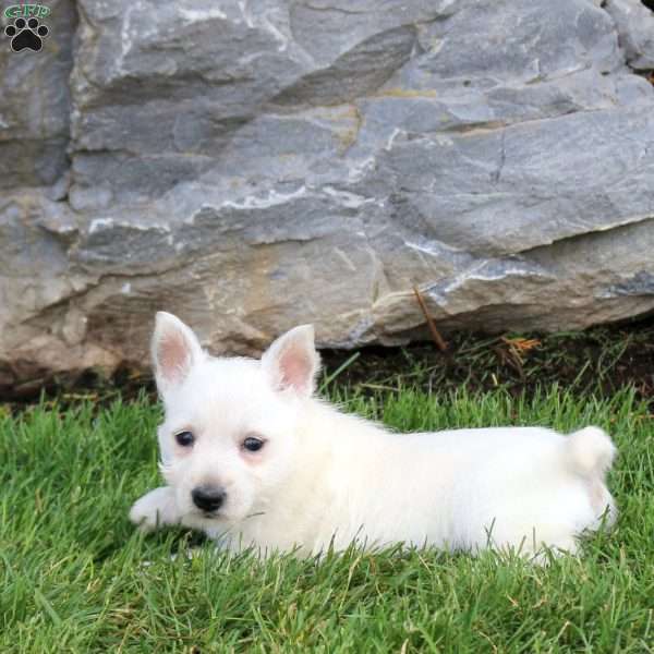 Emma, West Highland Terrier Puppy