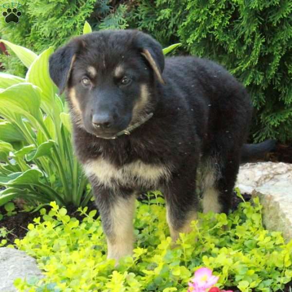 Emma, German Shepherd Puppy