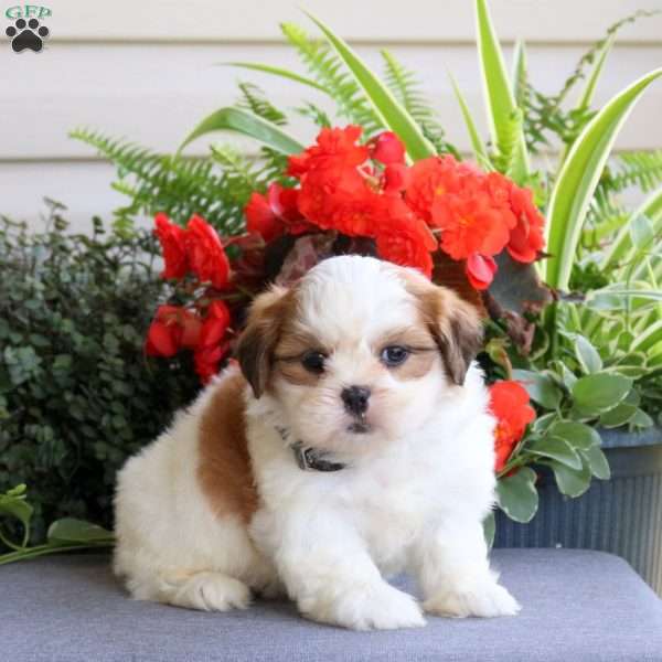 Emma, Teddy Bear Puppy