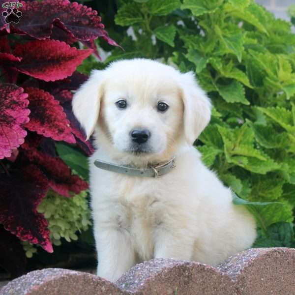 Emma, English Cream Golden Retriever Puppy