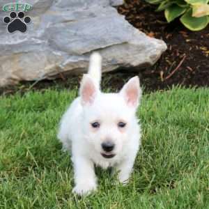 Emma, West Highland Terrier Puppy