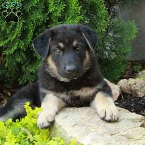 Emma, German Shepherd Puppy