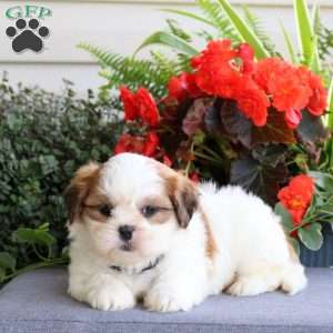 Emma, Teddy Bear Puppy