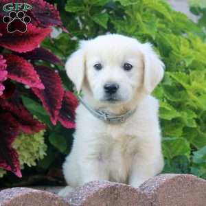 Emma, English Cream Golden Retriever Puppy