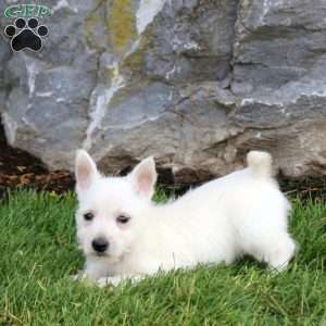 Emma, West Highland Terrier Puppy