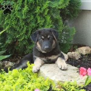 Emma, German Shepherd Puppy
