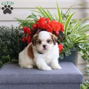 Emma, Teddy Bear Puppy