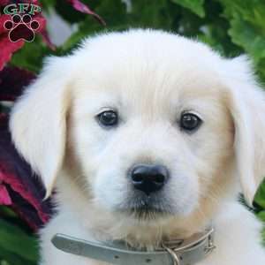Emma, English Cream Golden Retriever Puppy