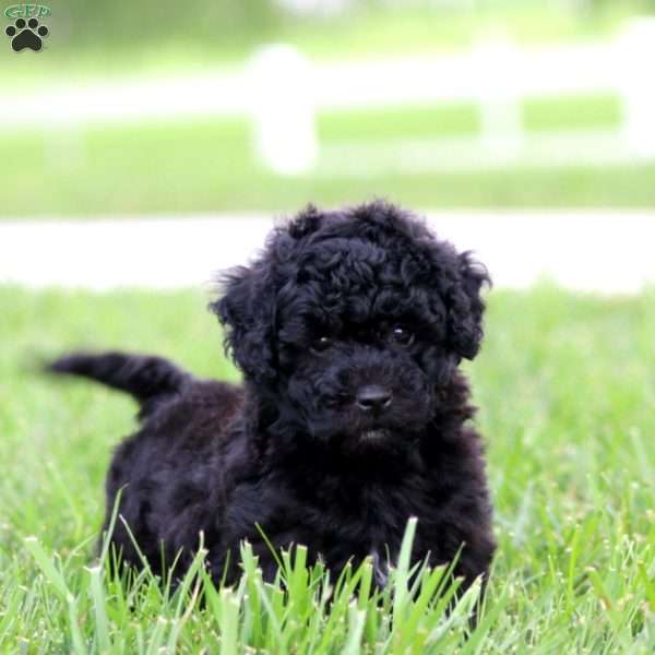 Emma, Bich-Poo Puppy