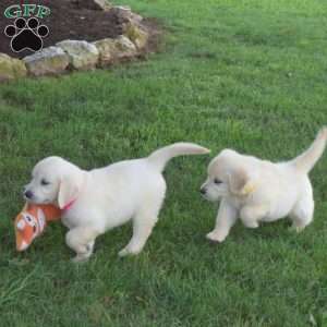 Granger, English Cream Golden Retriever Puppy