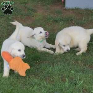 Granger, English Cream Golden Retriever Puppy