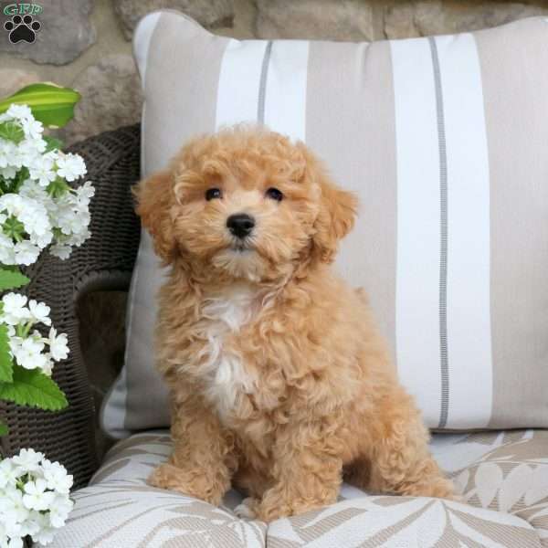 Enya, Bich-Poo Puppy