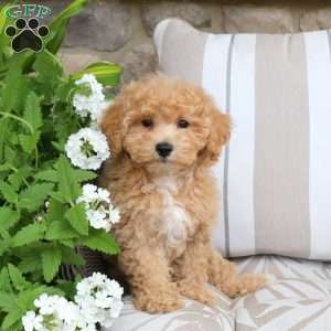 Enya, Bich-Poo Puppy