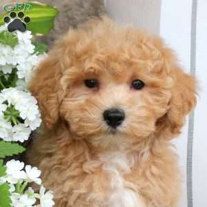 Enya, Bich-Poo Puppy