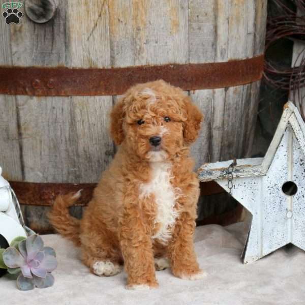 Eric, Mini Goldendoodle Puppy