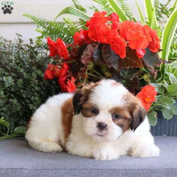 Eric, Teddy Bear Puppy