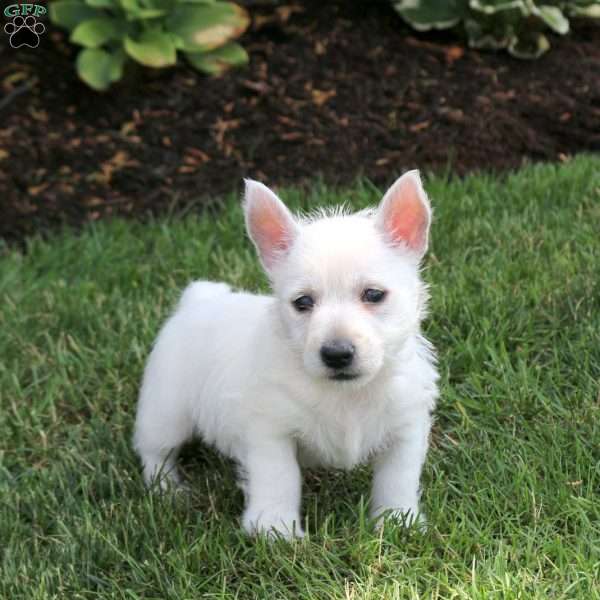 Eric, West Highland Terrier Puppy