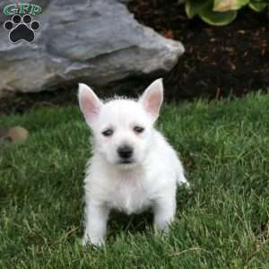 Eric, West Highland Terrier Puppy