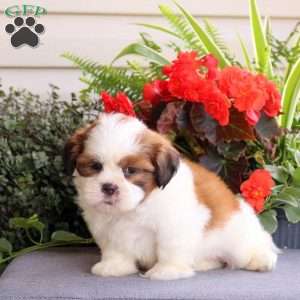 Eric, Teddy Bear Puppy