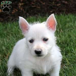 Eric, West Highland Terrier Puppy