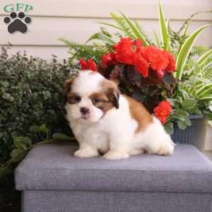 Eric, Teddy Bear Puppy