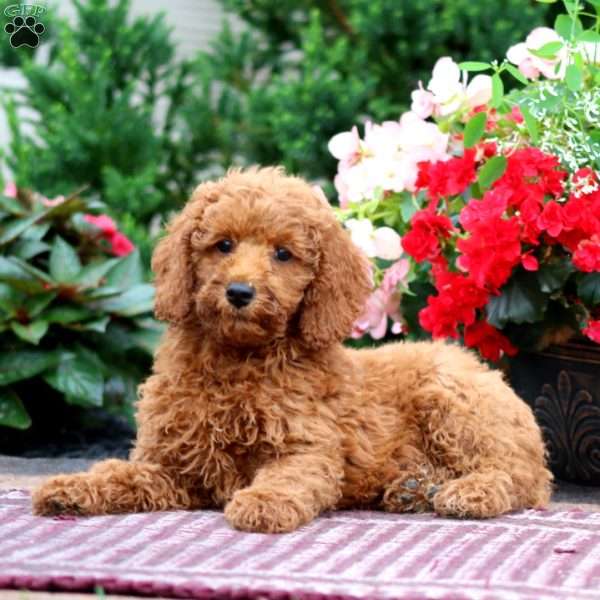 Eric, Miniature Poodle Puppy