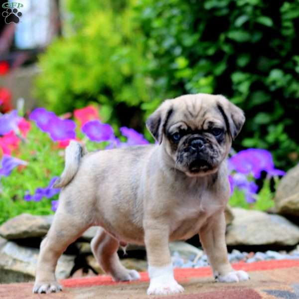 Eric, Pug Puppy