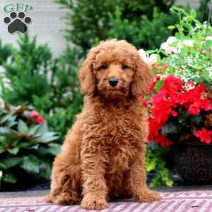 Eric, Miniature Poodle Puppy