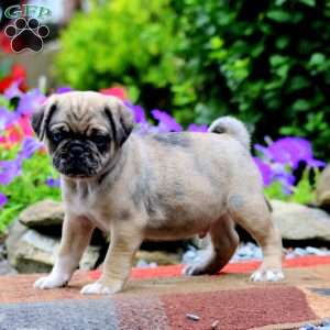Eric, Pug Puppy