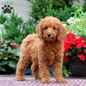 Eric, Miniature Poodle Puppy
