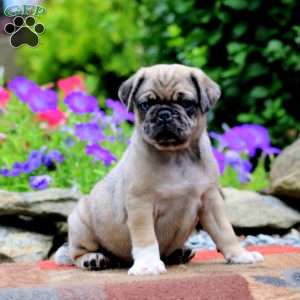 Eric, Pug Puppy