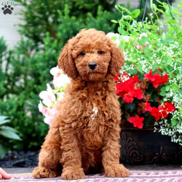 Erma, Miniature Poodle Puppy