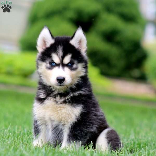 Erma, Siberian Husky Puppy