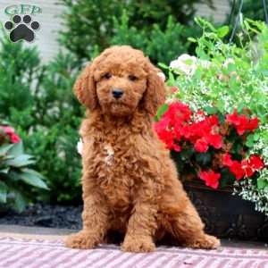Erma, Miniature Poodle Puppy