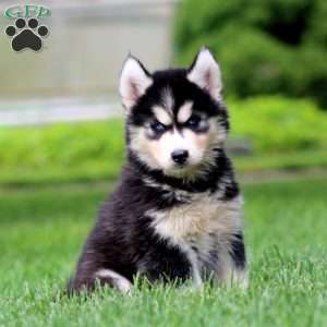 Erma, Siberian Husky Puppy