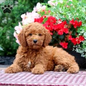 Erma, Miniature Poodle Puppy
