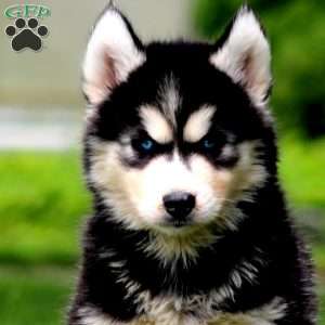 Erma, Siberian Husky Puppy