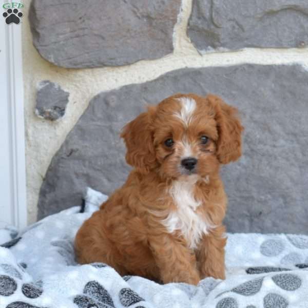Ernie, Cavapoo Puppy