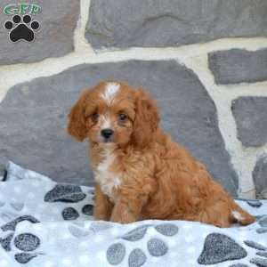 Ernie, Cavapoo Puppy